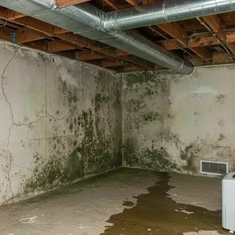 Professional Mold Removal in Buffalo County, SD